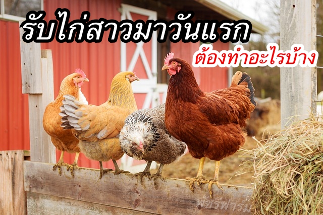 รับไก่สาวมาวันแรกต้องทำอะไรบ้าง